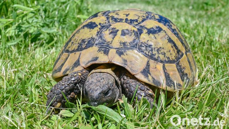 Die Schildkröte war lange vermisst. (Symbolbild) Bild: Patrick Pleul/dpa-Zentralbild/ZB