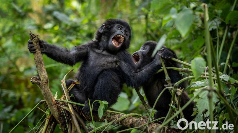 Bei den Berggorillas haben Artenschutz-Maßnahmen Wirkung gezeigt. Bild: Uncredited/AP/dpa