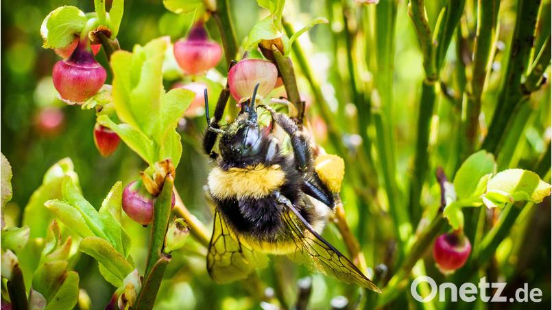 Besonders für Hummeln bedeutet Hitze erheblicher Stress. Hohe Temperaturen können auch ihre Orientierung und ihren Geruchsinn beeinträchtigen. Symbolbild: Frank Rumpenhorst/dpa