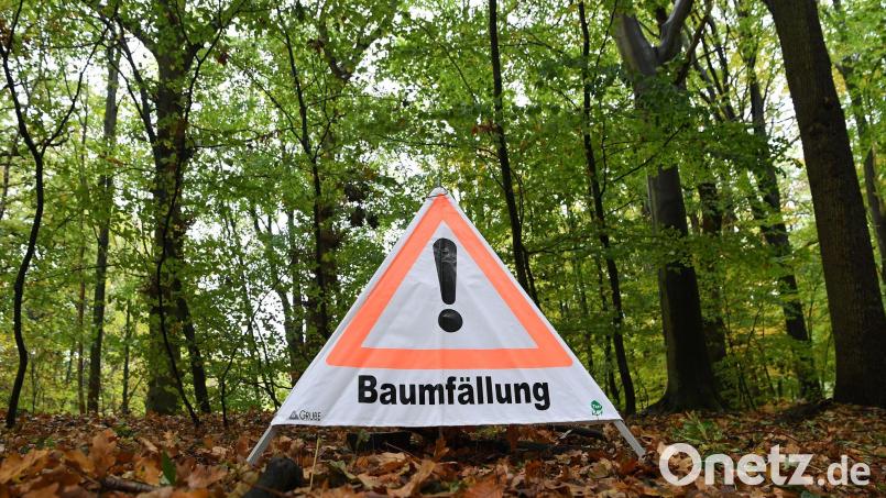Beim Umdrücken rutschte die Buche am Hang ab und streifte dabei einen abgestorbenen Baum. (Symbolbild) Bild: Carmen Jaspersen/dpa