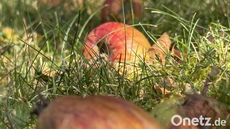 Bei dieser Hitze wirft der Apfelbaum seine Früchte vorzeitig ab. Bild: Ina Piehler