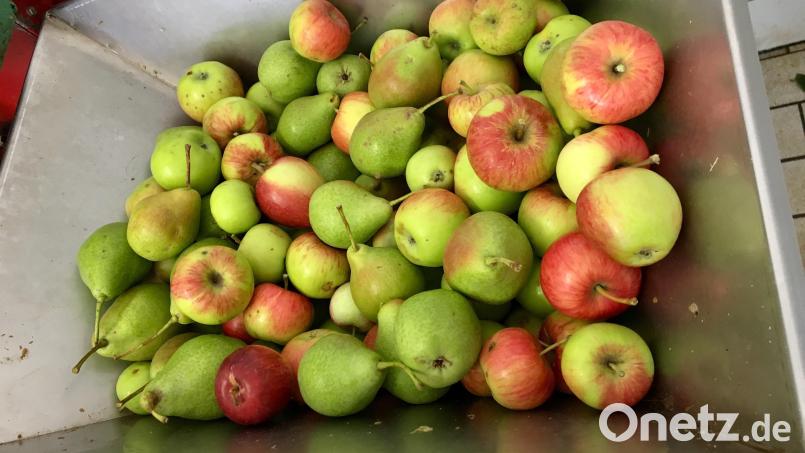 Vom Trichter aus, geht es in den Häcksler, danach in die Presse - und unten kommt der Saft heraus. Bild: gri