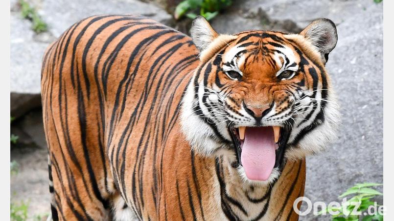 Indochinesische Tiger sind in freier Wildbahn sehr selten geworden. (Archivbild) Bild: Jens Kalaene/dpa-Zentralbild/dpa