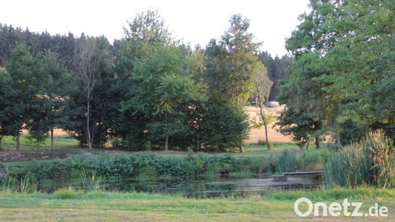 Dieser Teich in Griesbach ist stark zugewachsen. Graskarpfen könnten nun die Lösung bringen. Bild: Konrad Rosner