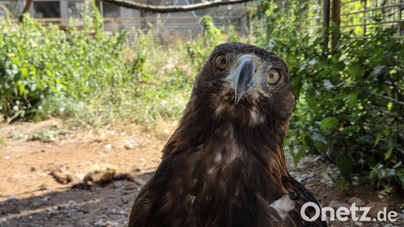 Wer kann diesem durchdringenden Blick widerstehen? Im "Nest" in Kümmersbuch lassen sich prächtige Tiere beobachten – und sie beobachten die Besucher. Bild: Tobias Gräf