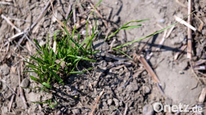 Die Trockenheit sorgt teilweise für Futtermangel. (Archivbild) Bild: Sven Hoppe/dpa
