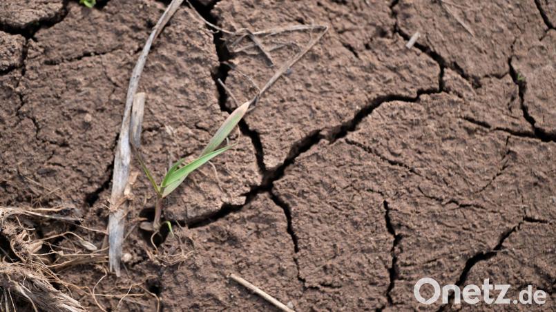 Auf vielen landwirtschaftlichen Flächen in Bayern ist derzeit der Ertrag in Gefahr, weil Hitze und Trockenheit Schäden verursachen. (Archivbild) Bild: Pia Bayer/dpa