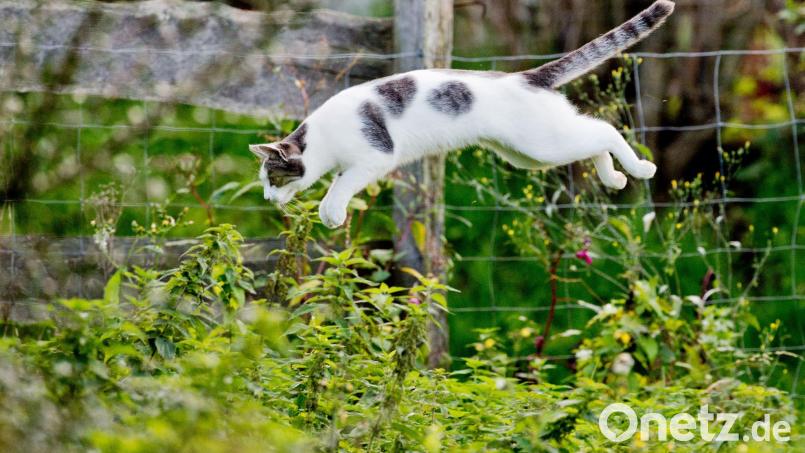 Tierärzte fordern eine Kastrationspflicht von Katzen, die frei herumlaufen dürfen. (Symbolbild) Bild: Julian Stratenschulte/dpa