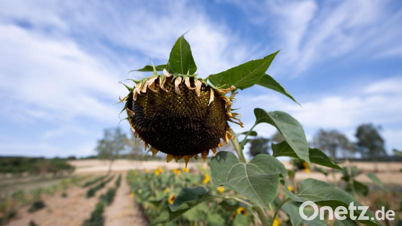 Die Trockenheit wird sich weiter verstärken, heißt es vom Wetterdienst. Bild: Florian Wiegand/dpa