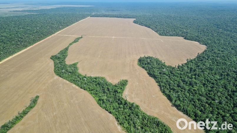 Immer wieder werden Bäume im Regenwald gerodet, um dort Felder anzulegen. Zuletzt ist die Abholzung jedoch zurückgegangen. (Archivbild) Bild: Larissa Schwedes/dpa