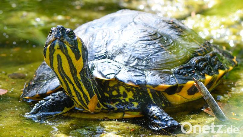 Eine Gelbwangen-Schmuckschildkröte. Diese Tiere waren vor 20, 30 Jahren mal sehr beliebt – wurden, wenn sie größer wurden, aber oft lästig. Das könnte auch bei einem Exemplar so gewesen sein, das jetzt in Hirschau am Straßenrand gefunden wurde. Symbolbild: Steffen Freiling - stock.adobe.com