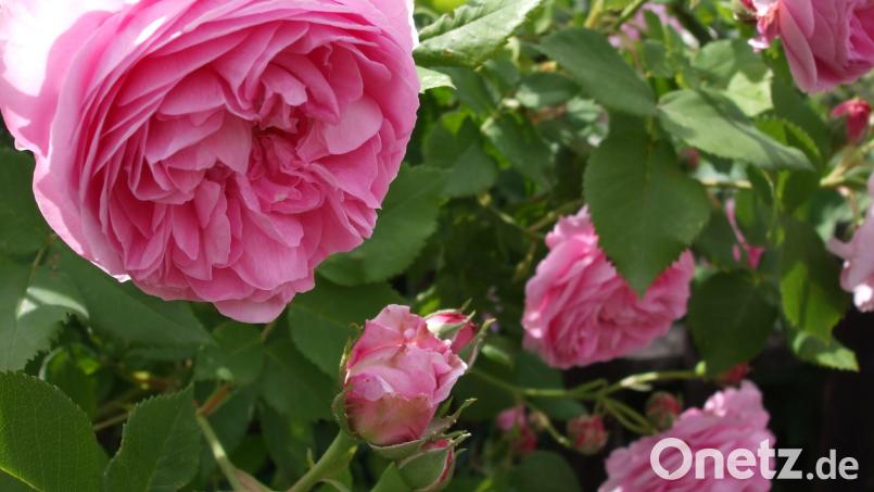 Die Duftrose Rosa damascena. Sie eignet sich gut für Küche und Hausapotheke. Bild: Battenberg-Gietl-Verlag