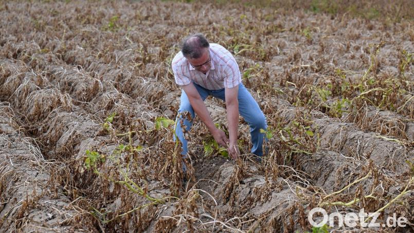 Viele Betriebe sind laut Bauernverband in bedrohlicher Lage. (Archivbild) Bild: Roberto Pfeil/dpa