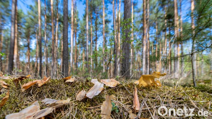 Nadelwälder brennen schneller und heftiger als Laubwälder. Nadelbäume speichern weniger Wasser und das Nadelstreu am Boden häuft sich an und fängt extrem leicht Feuer. Symbolbild: Monika Skolimowska/dpa