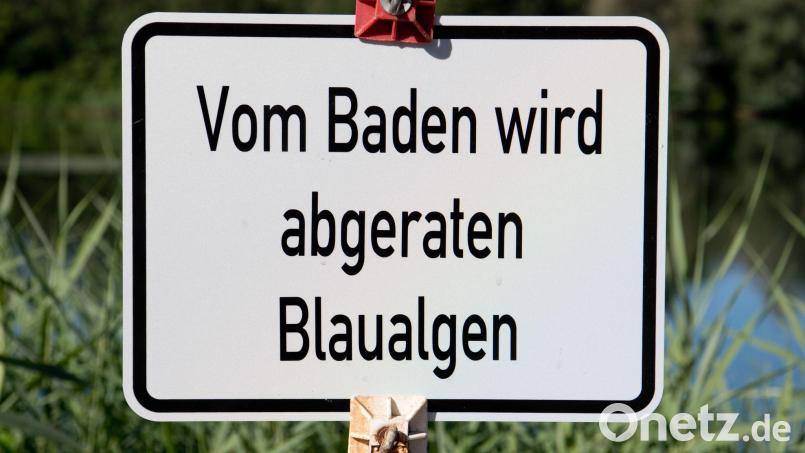 Bei einer Untersuchung im Baggersee Breitengüßbach wurden vereinzelt Blaualgen nachgewiesen. Bild: Julian Stratenschulte/dpa