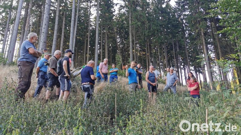 Revierförster Michael Forster (Mitte, blaues Shirt) informierte im Stadtwald Schönsee über die Anpflanzung von Douglasien (bei Markierungsstäben) als klimastabile Baumart. Fichtenwälder (Hintergrund) kommen bei anhaltender Hitze und Trockenheit zunehmend an ihre Grenzen. Bild: Gertraud Portner