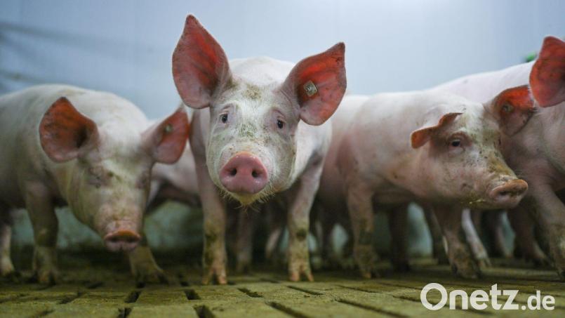 Zahlreiche Tiere starben in den Flammen. (Symbolbild) Bild: Lars Klemmer/dpa