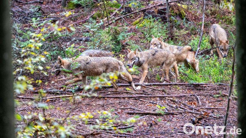 Jungwölfe im Wald. Auch auf dem Übungsplatz in Grafenwöhr sind in diesem Jahr wohl mehrere junge Tiere zur Welt gekommen. Symbolbild: Armin Weigel/dpa