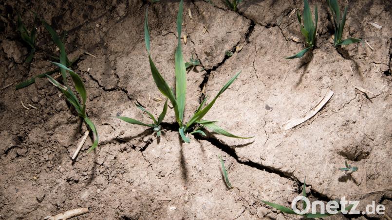 Viele Landwirte müssen bei der aktuellen Hitzewelle mit Einbußen in der Ernte rechnen. Symbolbild: Julian Stratenschulte/dpa