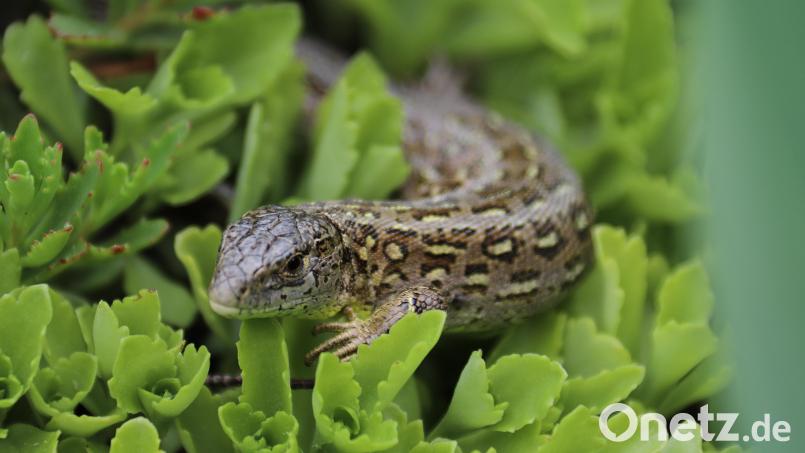 Die Zauneidechse ist europaweit streng geschützt. In Kirchenthumbach fühlen sich die Tiere ausgerechnet dort wohl, wo die neue Ortsumgehungsstraße entstehen soll. Deshalb werden nun Habitate angelegt, damit die Echsen ein neues Zuhause finden. Archivbild: akp