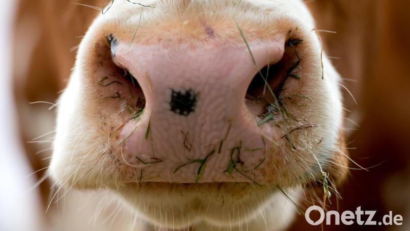 Der Landwirt bereitete das Tier zum Melken vor, als es aus bislang ungeklärter Ursache ausschlug. (Symbolbild) Bild: Sven Hoppe/dpa