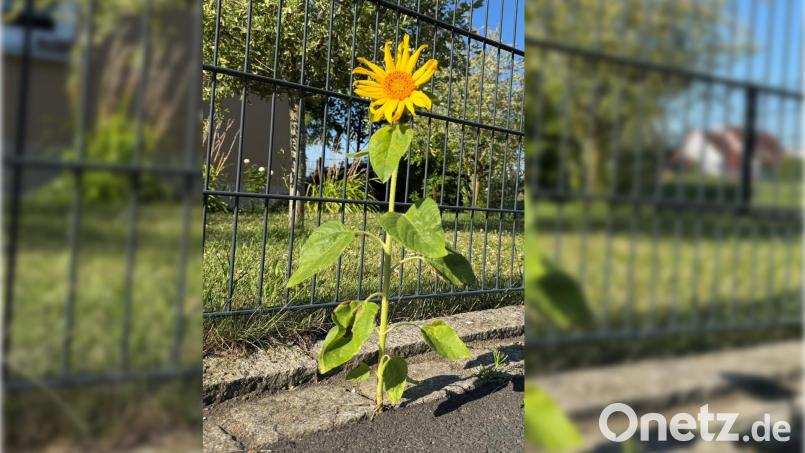 Ein Bild des Sommers 2026: Die Motivationsblume am Straßenrand. Bild: Heike Unger