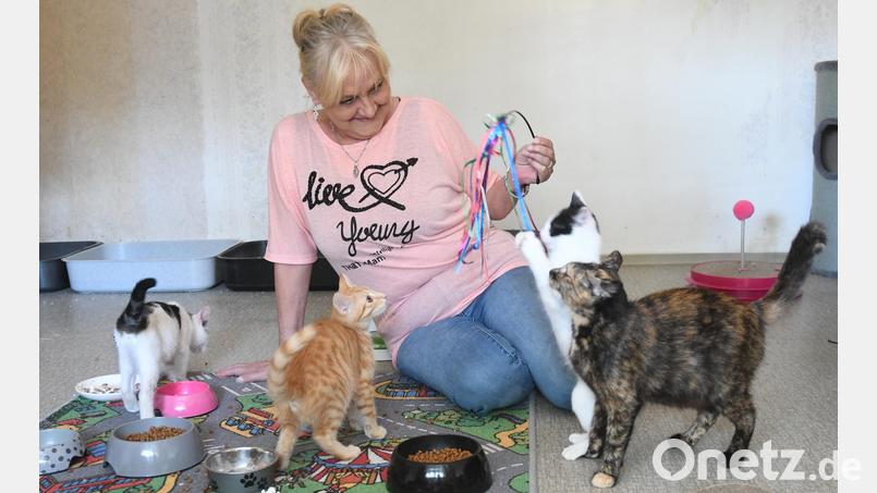 Noch leitet Jutta Böhm das Weidener Tierheim. Neben vielen anspruchsvollen Aufgaben gehört auch das Spielen mit den Katzen zu ihrem Alltag. Archivbild: Gabi Schönberger
