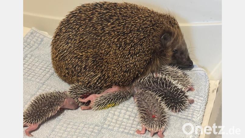 Acht auf einen Streich, auch wenn auf dem Foto nur sechs zu sehen sind: Elke Fleischmann von der Igelhilfe Schmidmühlen unterstützt dieses Igelweibchen bei der Aufzucht der Jungtiere. Bild: Kristina Sandig