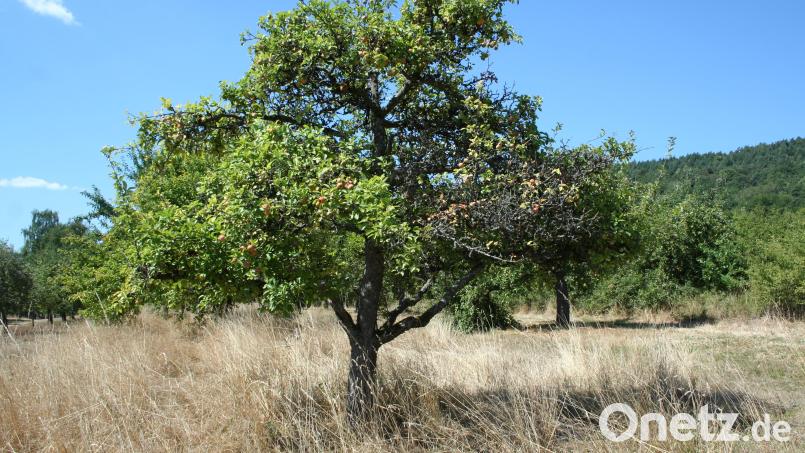 Hitzewellen und Trockenheit setzen Streuobstwiesen zu. Forscher entwickeln Lösungen. Bild: Michelle Horn-Cetinköprülü