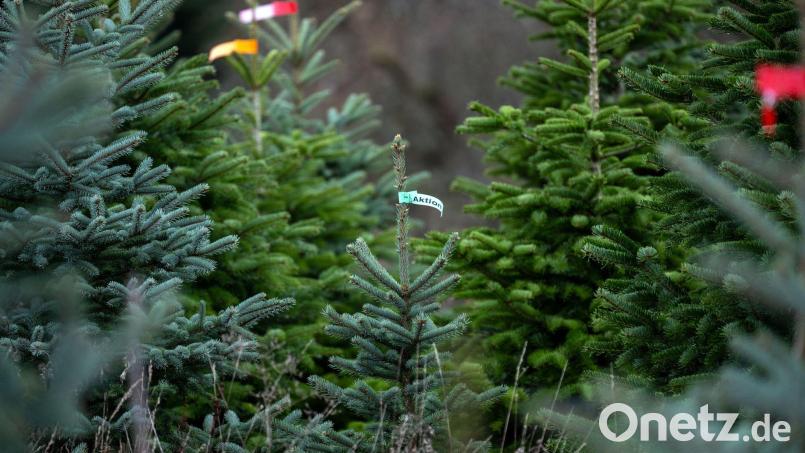 In Bayern wachsen die meisten Christbäume in eigens angelegten Kulturen. (Symbolbild) Bild: Pia Bayer/dpa