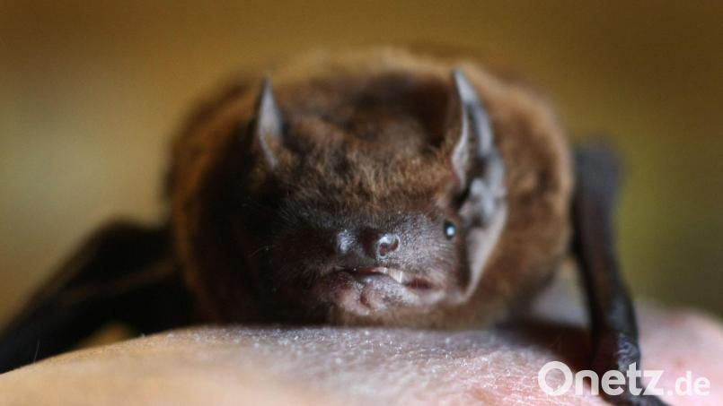 Bei einer Breitflügelfledermaus in Würzburg ist das Tollwutvirus nachgewiesen worden. (Symbolbild: Zwergfledermaus) Bild: Karl-Josef Hildenbrand/dpa
