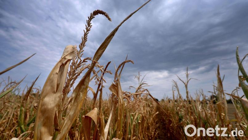 Warten auf Regen im Freistaat. Bild: Karl-Josef Hildenbrand/dpa