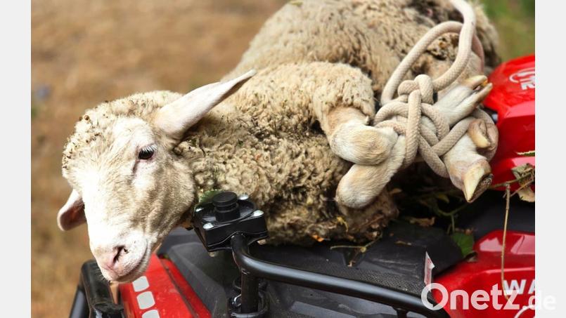 Das Schaf soll zuvor von seiner Herde getrennt worden sein. Bild: Martin Bahmer/Feuerwehr Waldaschaff/dpa