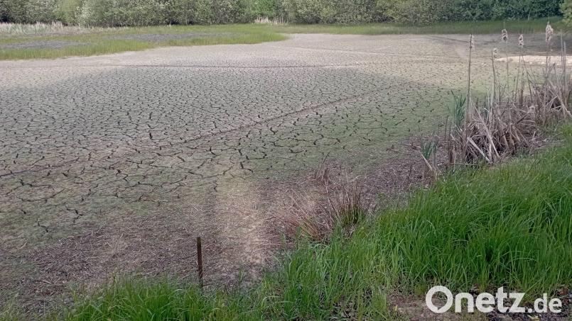 So sah der Schönweiher in Forsthof im Frühsommer aus: Er musste abgelassen werden, da alle Fische verendet waren. Inzwischen ist der Teichgrund zugewachsen. Bild: Peter Zahn