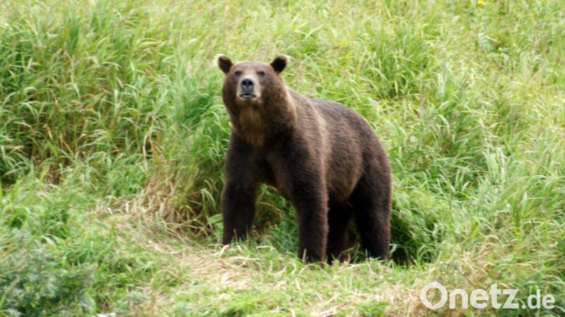 Braunbären sind in vielen Teilen Russlands verbreitet. (Archivbild) Bild: Ulf Mauder/dpa