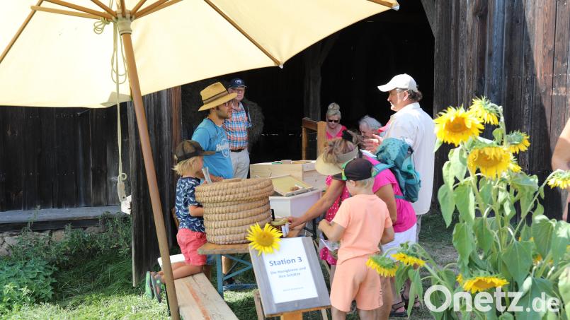 Wildbienen sind eine der Attraktionen beim Naturentdeckertag im Freilandmuseum Oberpfalz. Bild: Eva Gröninger