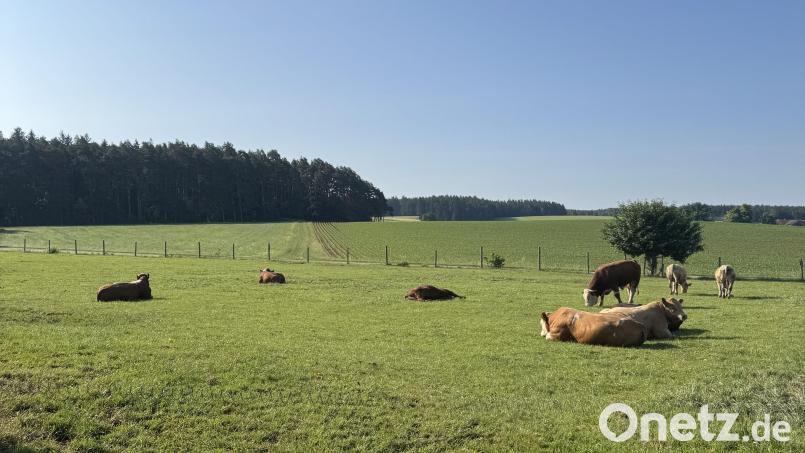 Die Mitte Mai ausgebüxten Jungbullen sind mittlerweile alle wieder da und fühlen sich auf ihrer Weide zwischen Kastl und Troglau sichtlich wohl. Bild: Sebastian Dimper