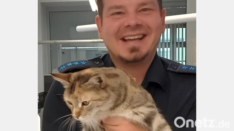 Die PI Nabburg konnte eine entlaufene Katze wieder an die Besitzerin übergeben. Bild: Polizei Nabburg/Hermann