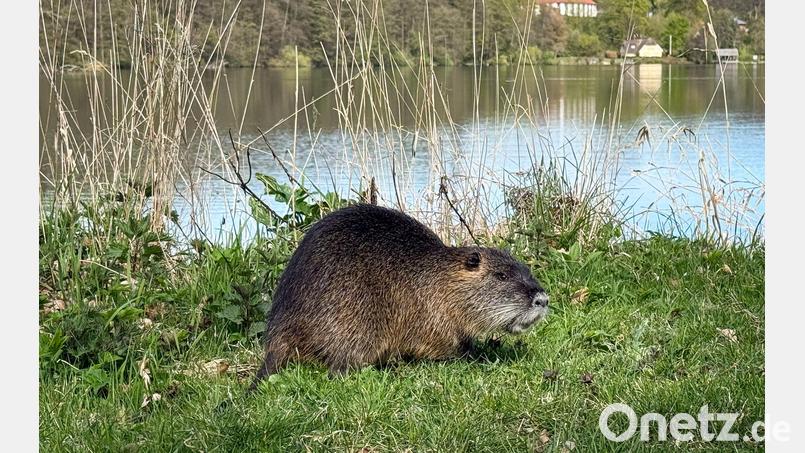 Nach einem Biss durch einen Biber warnt die Gemeinde Schechen im Landkreis Rosenheim Badegäste am Waldsee davor, den Tieren und ihrer Burg nahezukommen. (Symbolbild) Bild: Christian Charisius/dpa