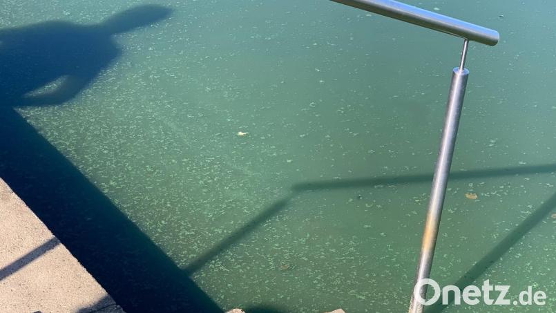 Blaualgen im Rußweiher in Eschenbach führen zu einem Badeverbot. Symbolbild: Landkreis Neustadt a.d.Waldnaab