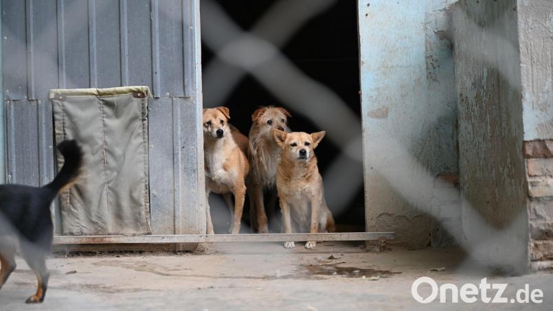 Halbwilde Hunde aus Rumänien und anderen osteuropäischen Staaten werden in Tschechien zum Problem. Symbolbild: Johannes Neudecker/dpa