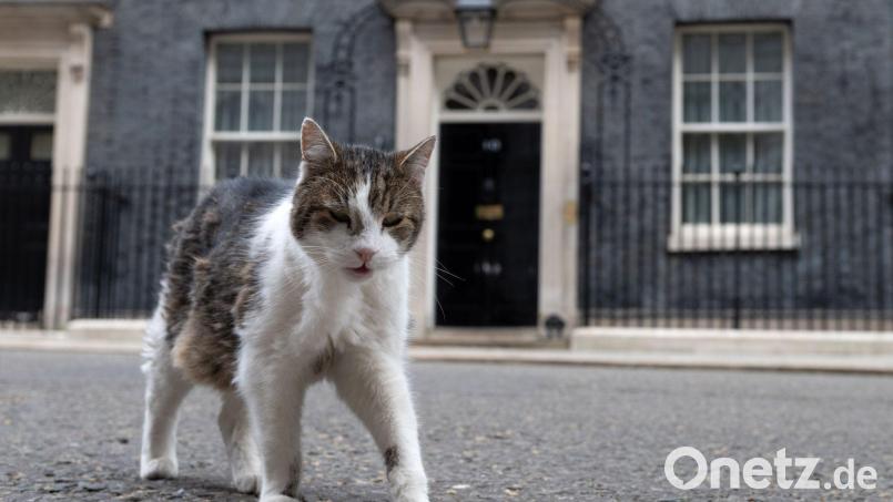 Kater Larry lebt. (Archivbild) Bild: Thomas Krych/AP/dpa