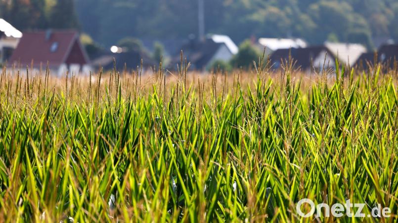 Nach wechselhaftem Wetter am Wochenende wird es zu Wochenbeginn wieder sonniger und wärmer. (Archivbild) Bild: Thomas Banneyer/dpa