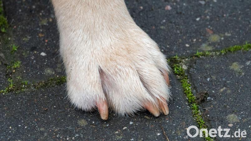 Der Hund starb nach dem Unfall noch während der tierärztlichen Versorgung. (Symbolbild) Bild: Demy Becker/dpa