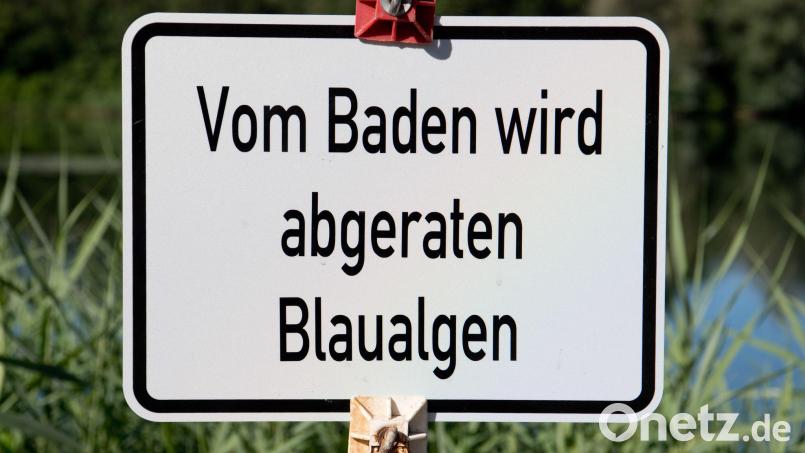 In einem Weiher in Oberfranken gibt es Hinweise auf giftige Blaualgen. (Symbolbild) Bild: Julian Stratenschulte/dpa