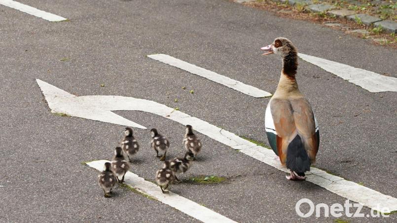 Eine Entenfamilie überquert eine Straße. (Archivbild) Bild: Andreas Rosar/dpa