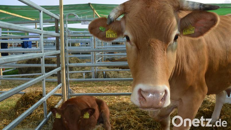Die verschiedenen Rassen waren auf der Landestierschau in Moosbach in fein ausgestreuten Boxen, teilweise sogar mit ihren Kälbern untergebracht. Bild: Elisabeth Dobmayer
