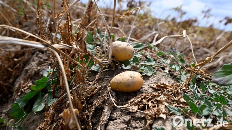 Ernte in Deutschland: Landwirte erwarten dickes Minus wegen extremer Trockenheit. (Archivbild) Bild: Roberto Pfeil/dpa