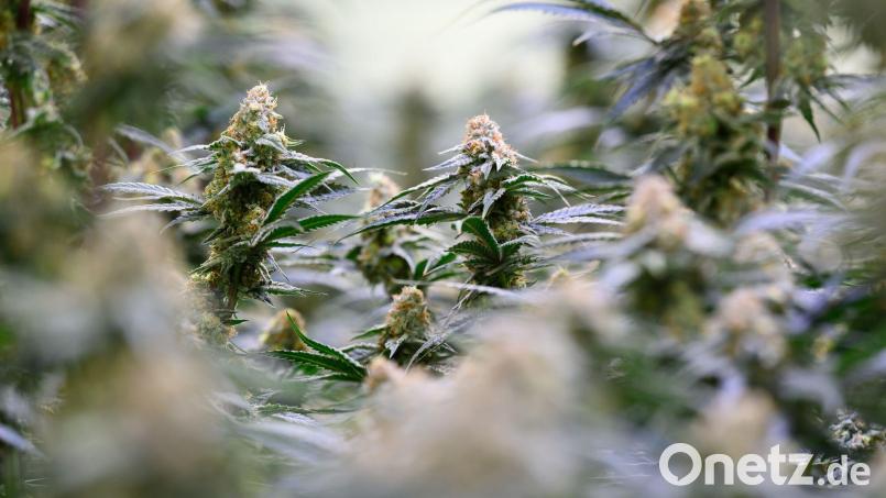 15 Cannabispflanzen fanden Beamte bei einem jungen Mann in der Wohnung. (Symbolbild) Bild: Hendrik Schmidt/dpa