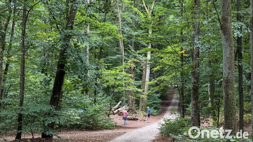 Der Wald am Mariahilfberg in Amberg ist bis jetzt ganz gut durch den Extrem-Sommer 2026 gekommen. Das ist nicht in allen Oberpfälzer Wäldern so. Bild: Petra Hartl